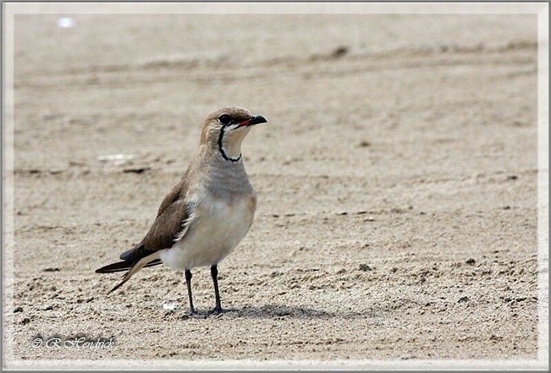 Collared Pratincole