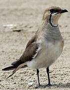 Collared Pratincole