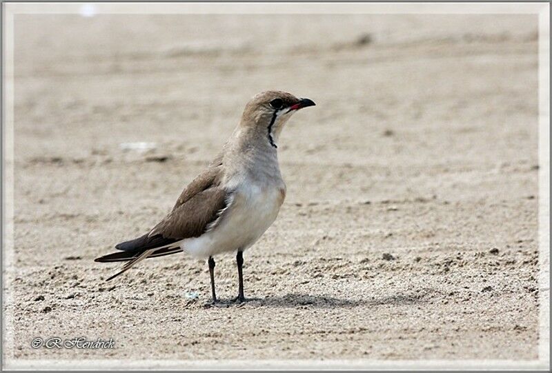 Collared Pratincole