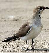 Collared Pratincole