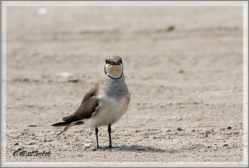 Collared Pratincole