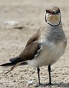 Collared Pratincole