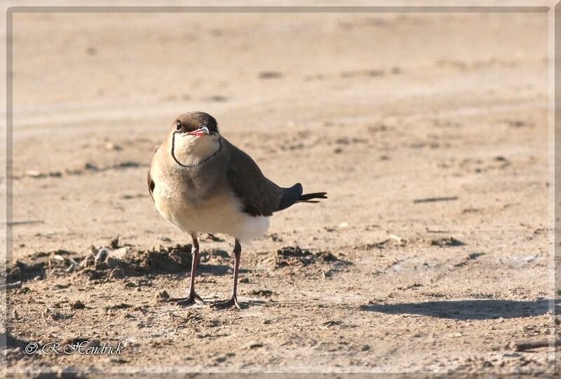 Collared Pratincole