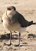 Collared Pratincole