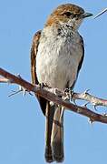 Marico Flycatcher