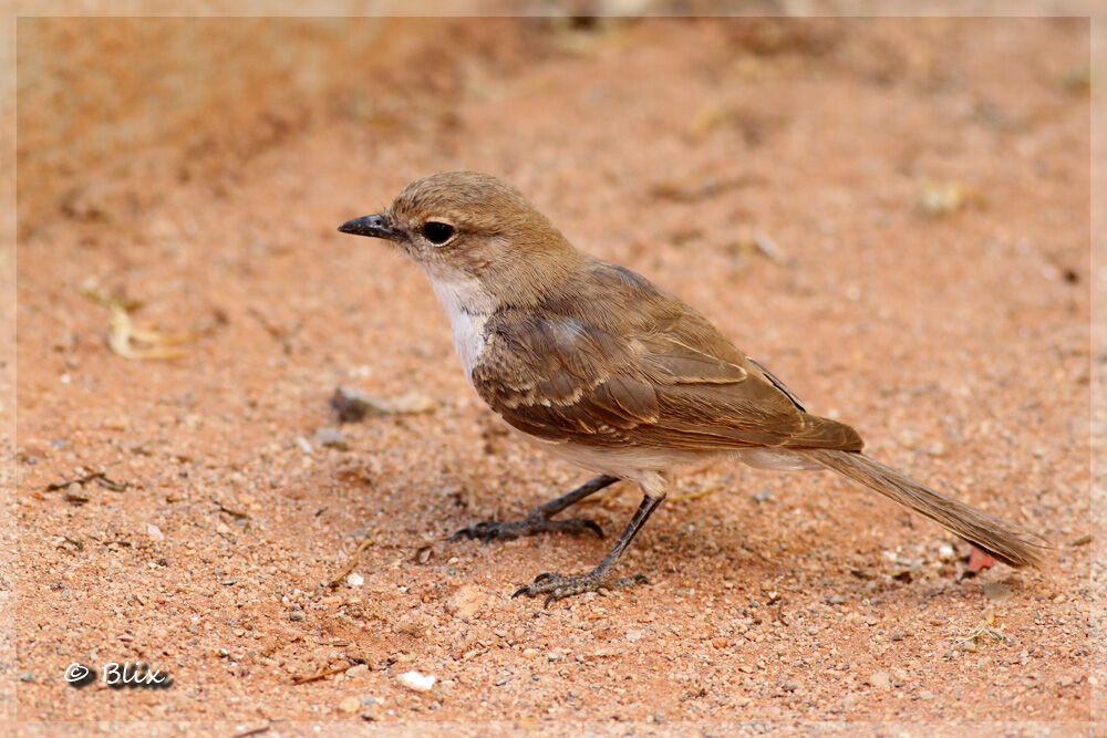 Marico Flycatcher