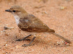 Marico Flycatcher