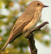 Spotted Flycatcher