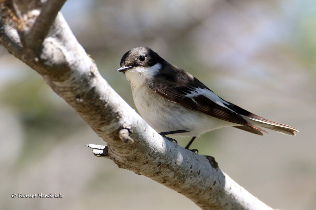 European Pied Flycatcher