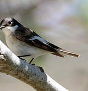 European Pied Flycatcher