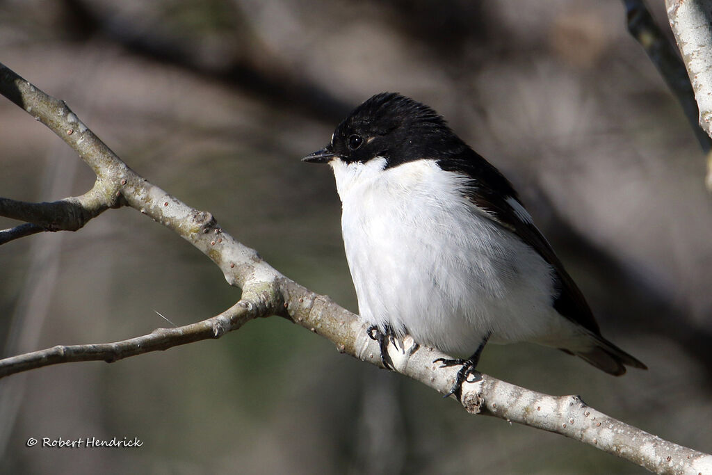 European Pied Flycatcher