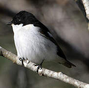 European Pied Flycatcher