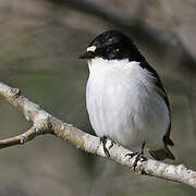 European Pied Flycatcher