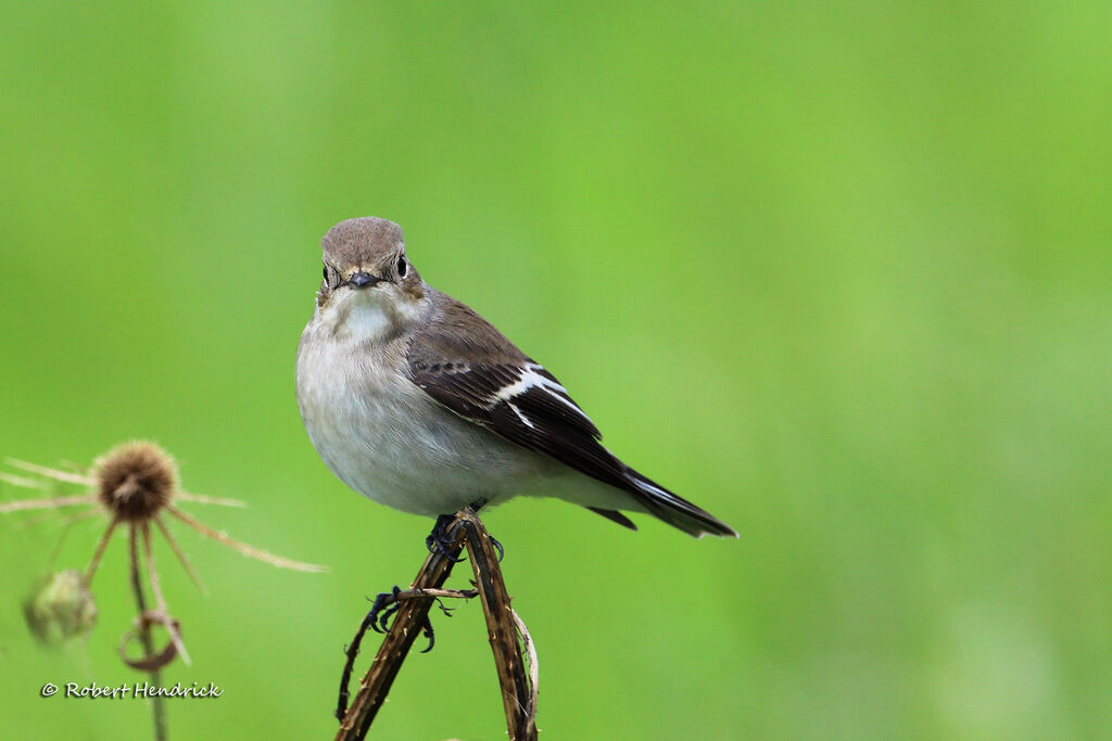 European Pied Flycatcher
