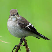 European Pied Flycatcher