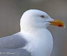 European Herring Gull