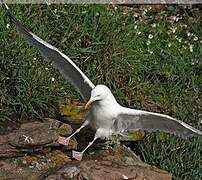 European Herring Gull