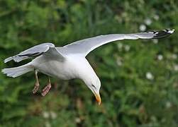 European Herring Gull