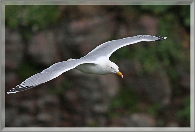 European Herring Gull