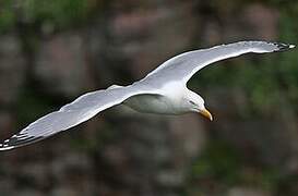 European Herring Gull