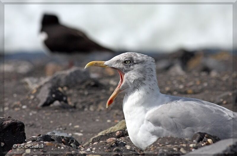 European Herring Gull