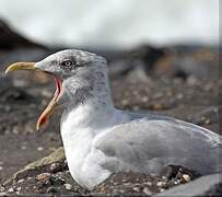 European Herring Gull