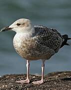 European Herring Gull