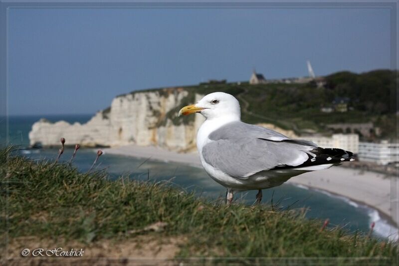 European Herring Gull