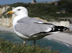 European Herring Gull