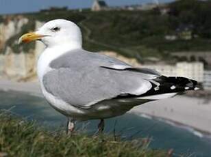 Goéland argenté