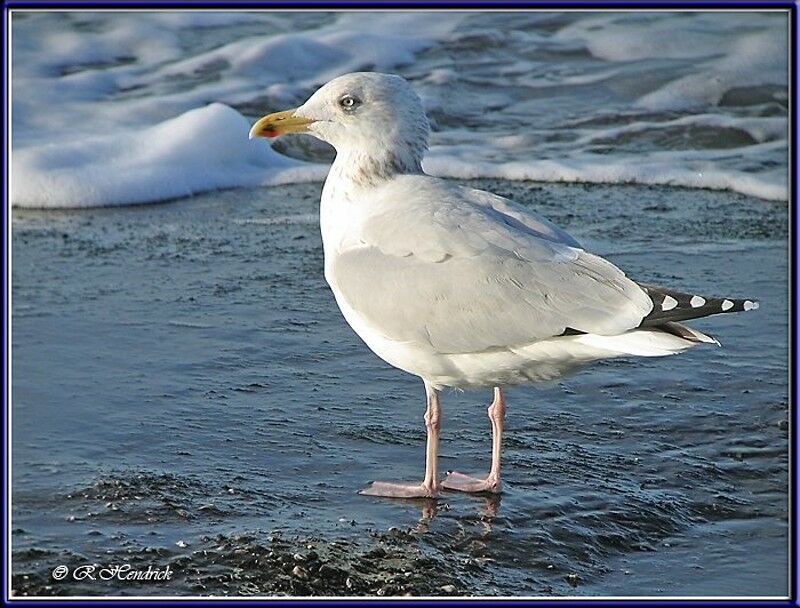 European Herring Gull