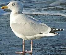 European Herring Gull