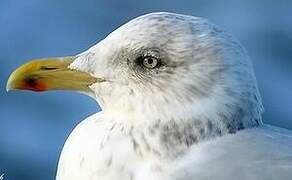 European Herring Gull