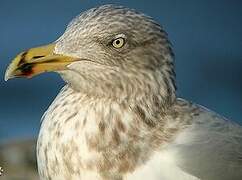 European Herring Gull