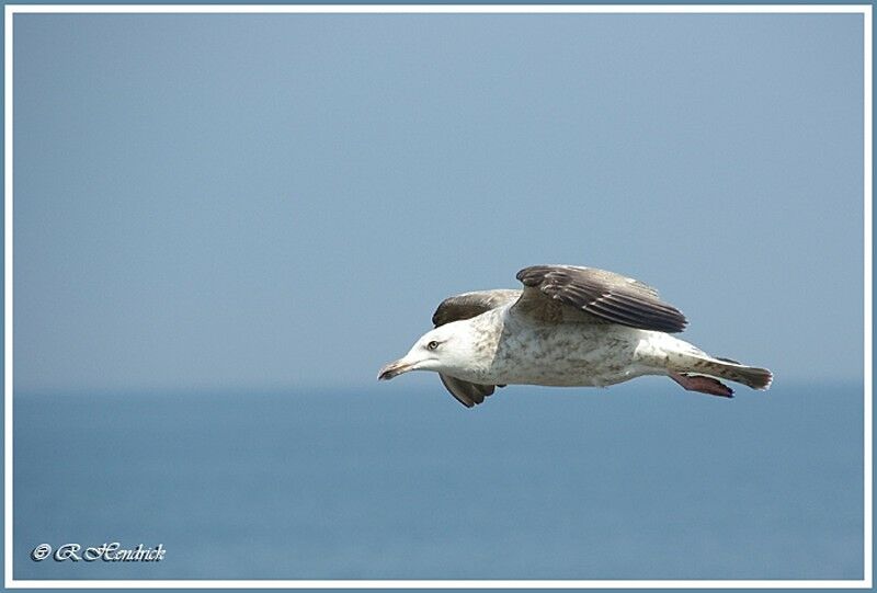 European Herring Gull