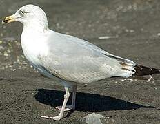 European Herring Gull