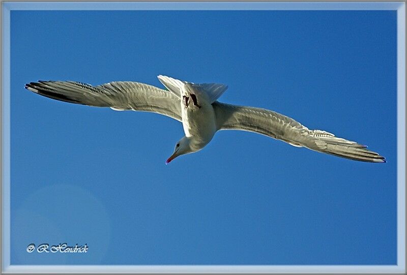 European Herring Gull