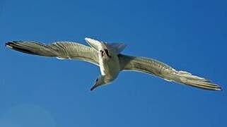 European Herring Gull