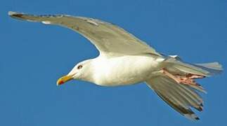 European Herring Gull