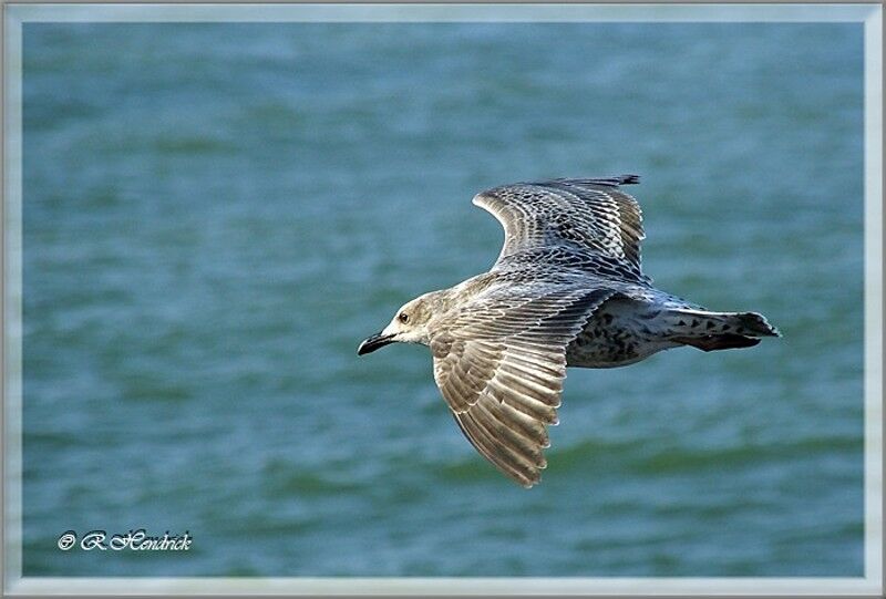 European Herring Gull