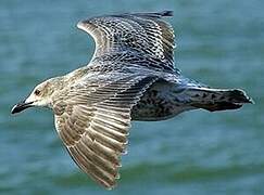 European Herring Gull