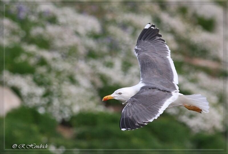 Lesser Black-backed Gull