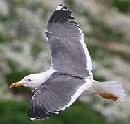 Lesser Black-backed Gull