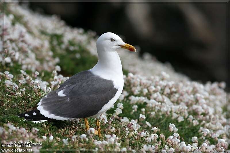 Lesser Black-backed Gulladult breeding, habitat, Reproduction-nesting