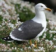 Lesser Black-backed Gull