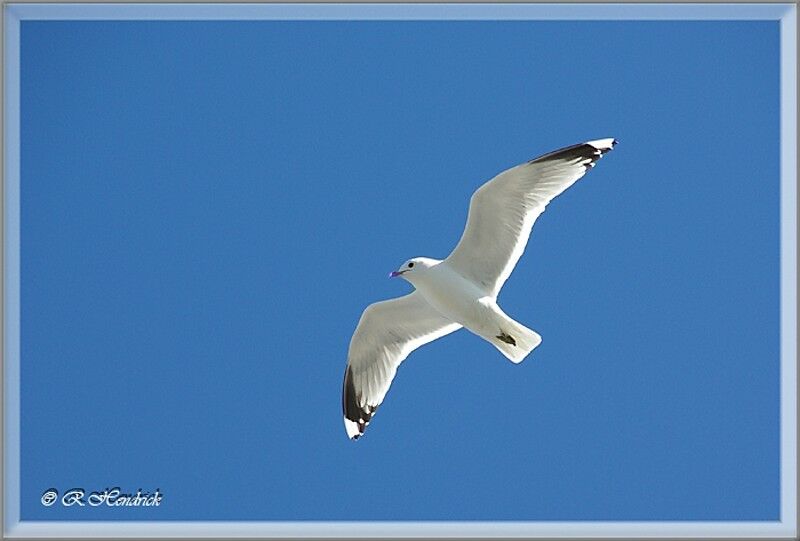 Mew Gull