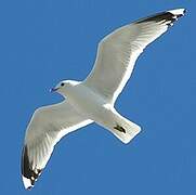 Common Gull