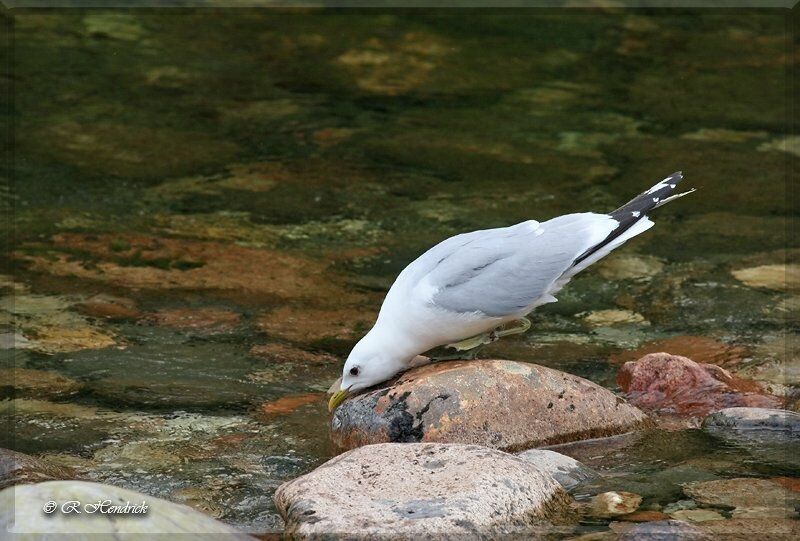 Common Gull