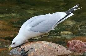 Common Gull