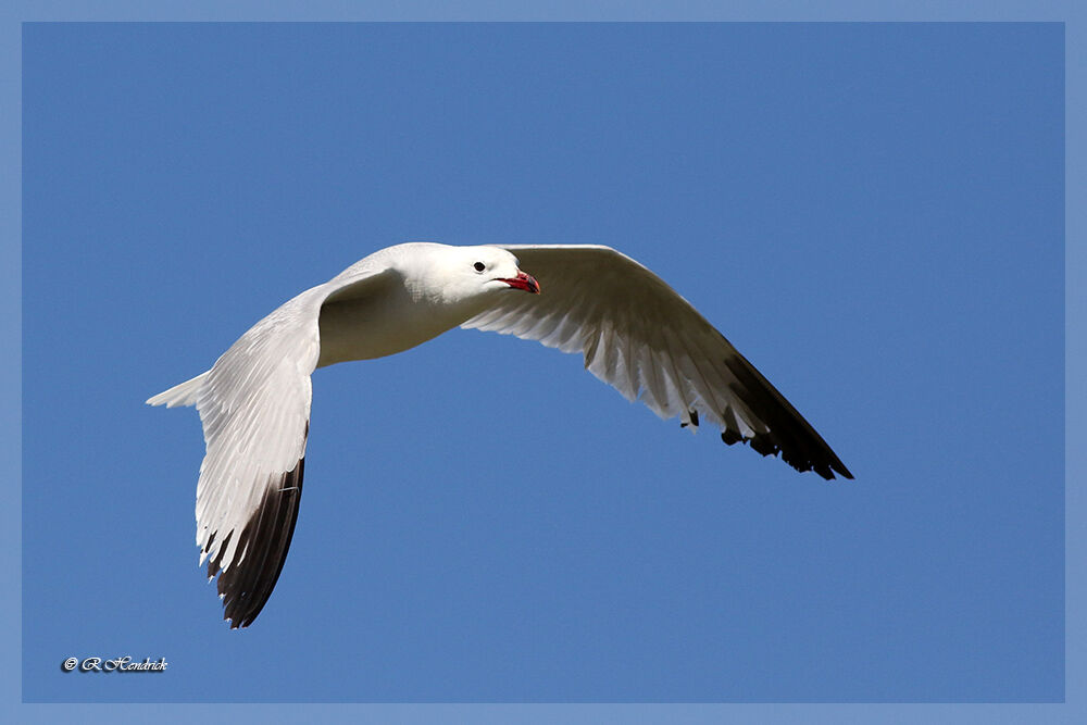 Audouin's Gull